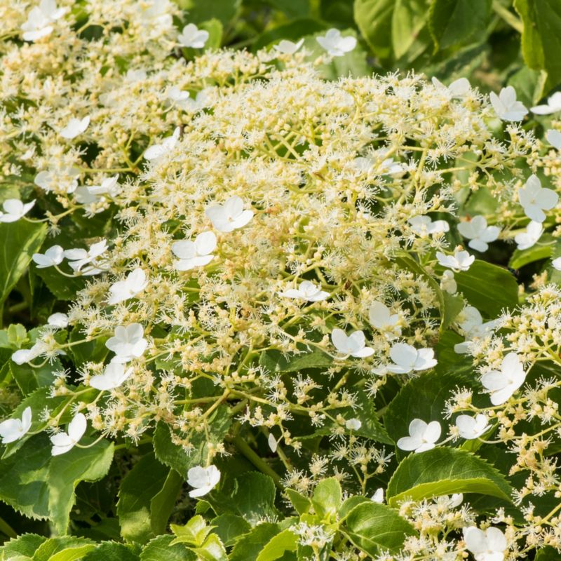 Klatrehortensia Verve 2 l