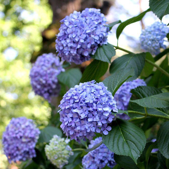 Hortensia i C3-varianter