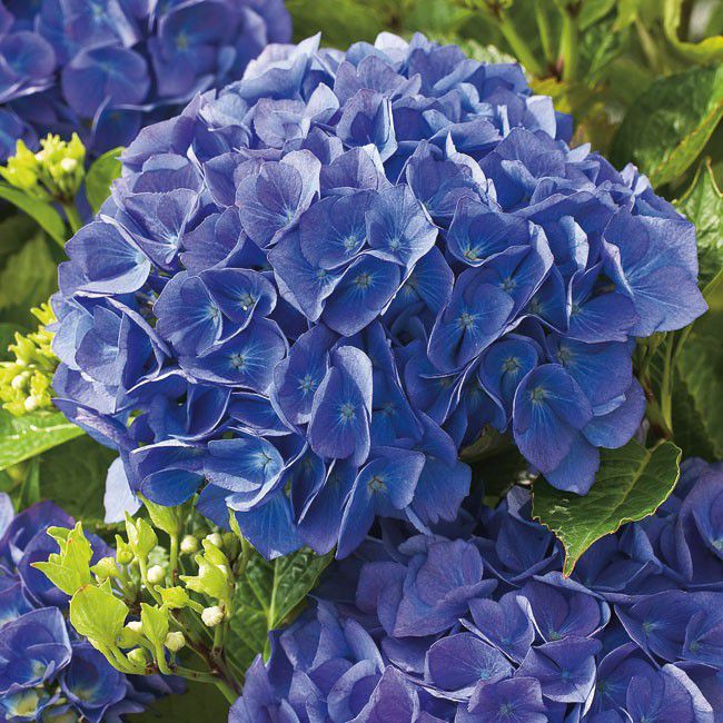 Hortensia i potte C4 - smukker og farverig haveplante