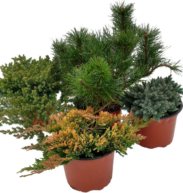 Iglentræer i forskellige varianter 2L