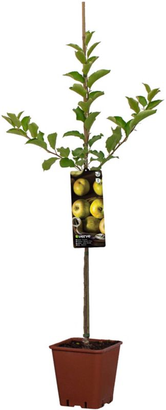 Verve æbletræ i potte C10