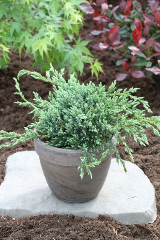 Juniper Blue Carpet Verve 2 l