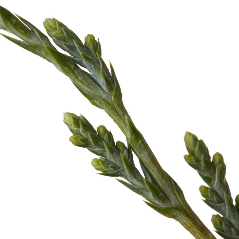 Jałowiec Moonglow Verve 3 l