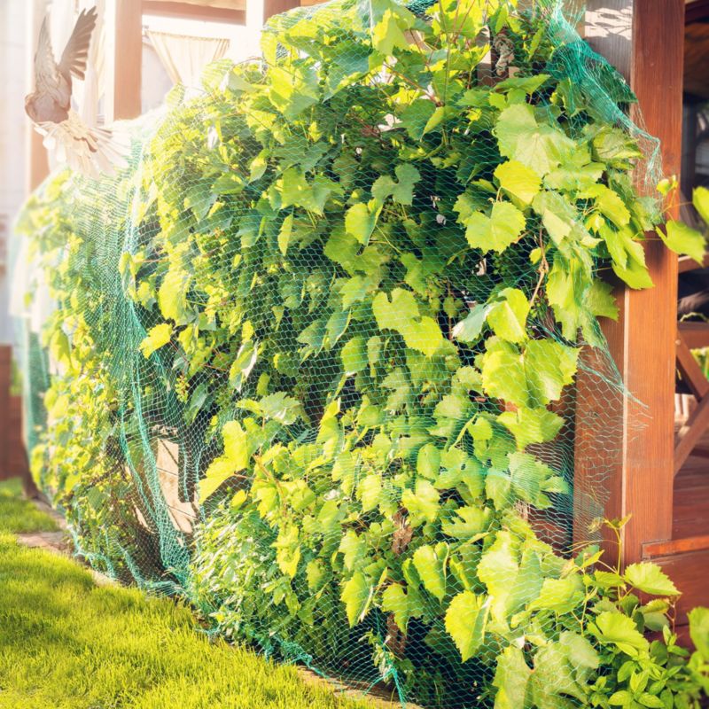 KADAX beskyttelsesnet mod fugle 5x50 m