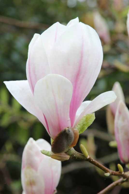 Magnolia x soulangeana Verve 5 l