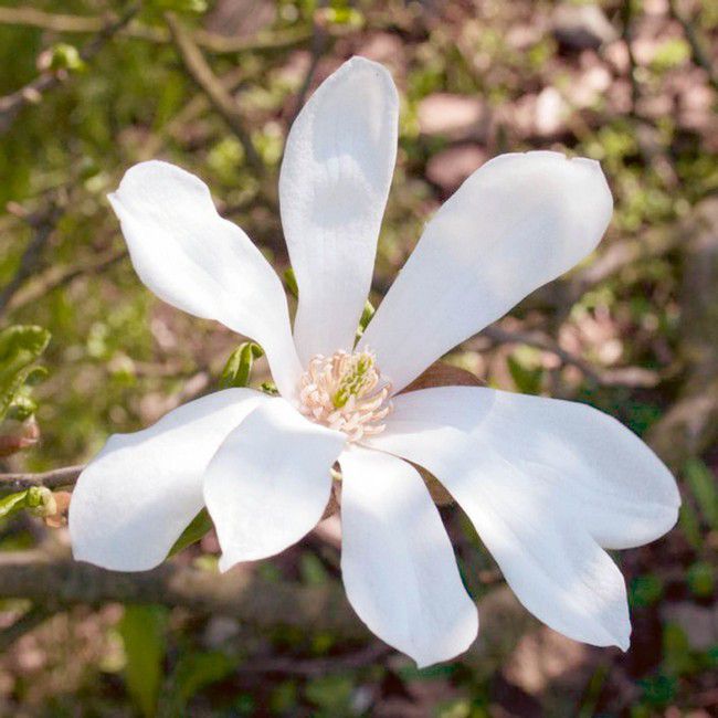 Magnolia i forskellige sorter 120-140 cm 7,5L