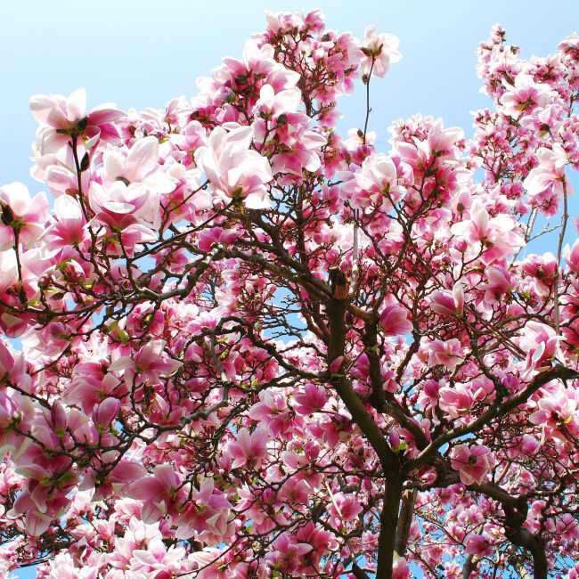 Magnolia i C3L-varianter