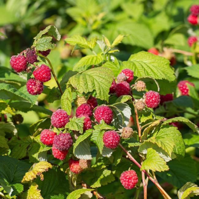 Hindbær (Rubus) i 3L-varianter