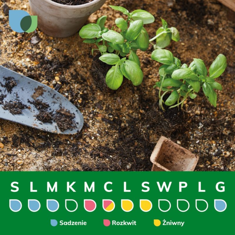 Hindbær i sorten Verve