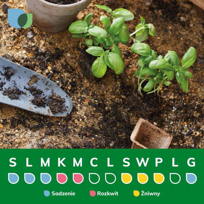 Morel Verve i potte C5 mix