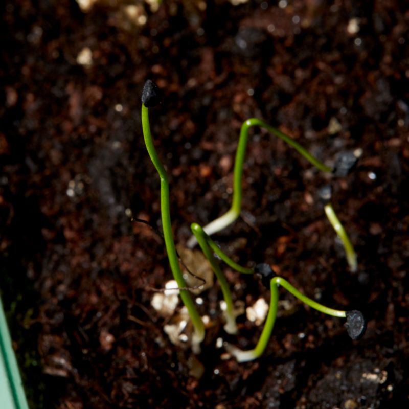 Økologiske frø til hvid løg White Lisbon Verve