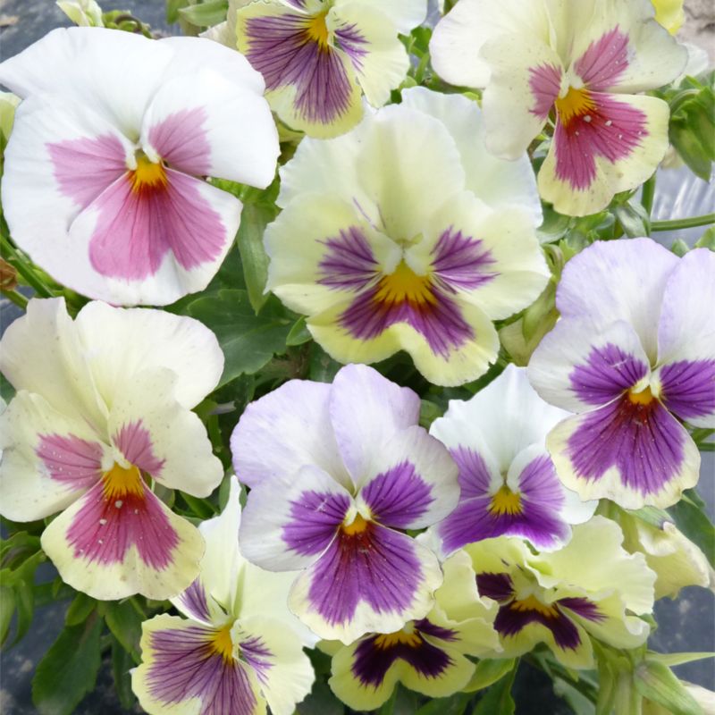 Frø af stedmoderblomst Liebesduett Verve