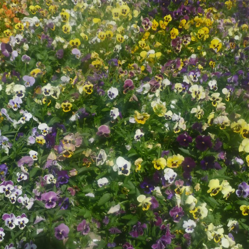 Frø af vintervioler Winter F1 Verve