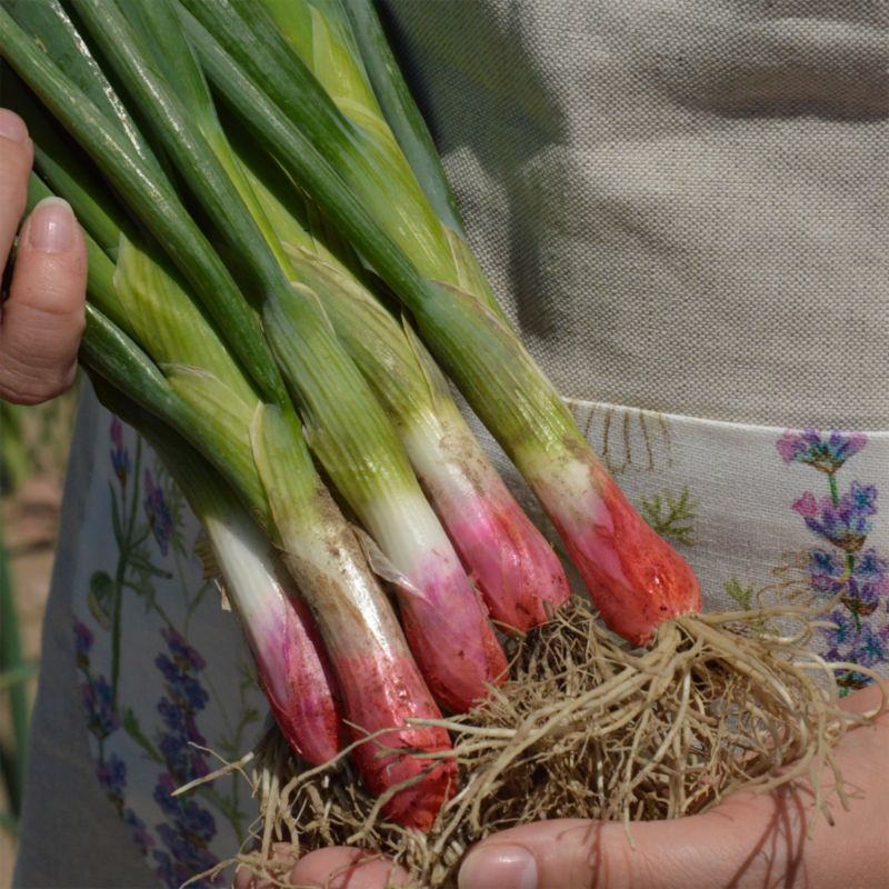 Frø af Red Toga Verve syvårsløg