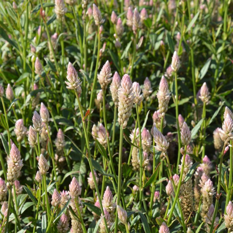 Frø af celozja Verve i pink