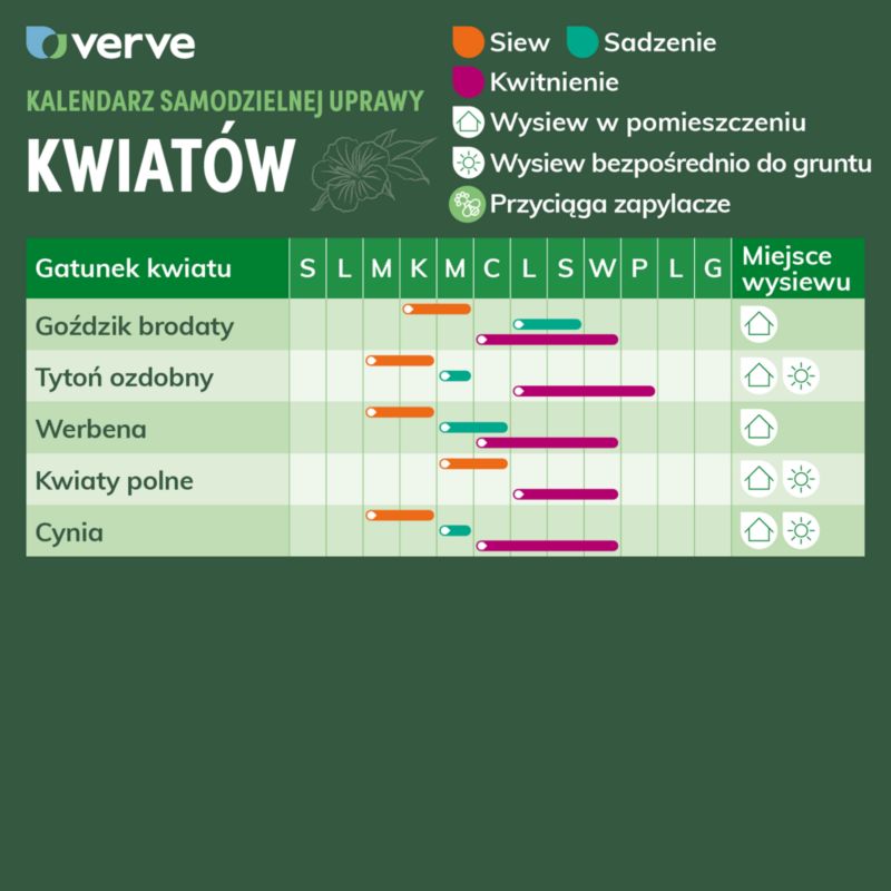 Frø af zinnia Whirlygig Verve mix