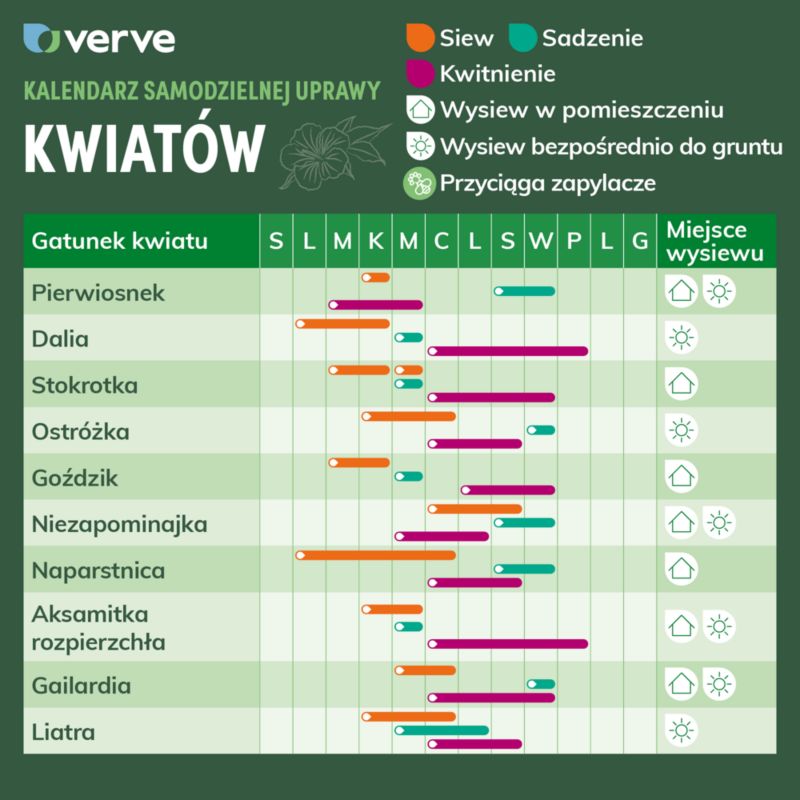 Dorotka Bellidiformis Verve frø