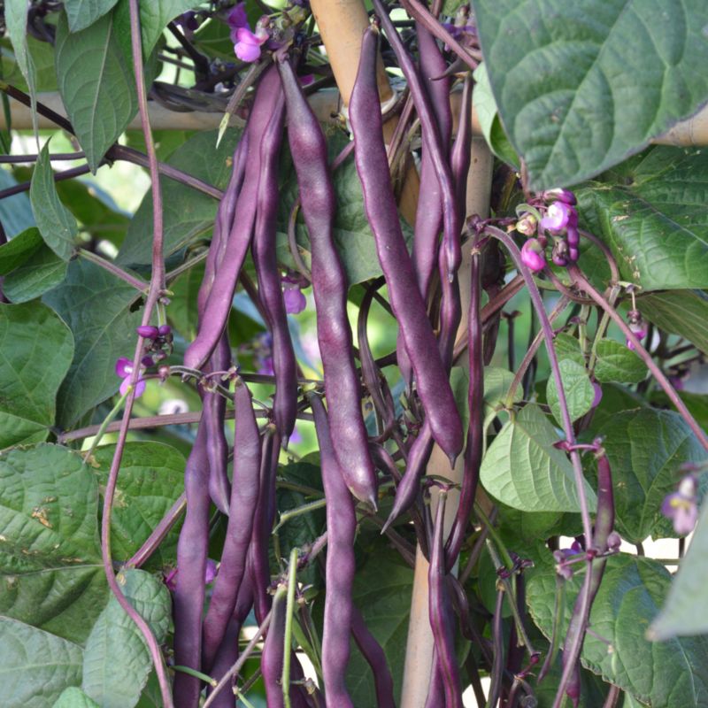 Frø af blåviolet Blauhilde bønne Seed Verve