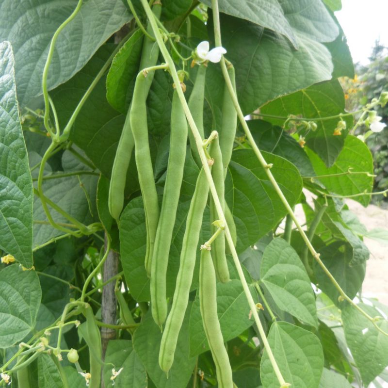 Frø til bønner Blue Lake Verve