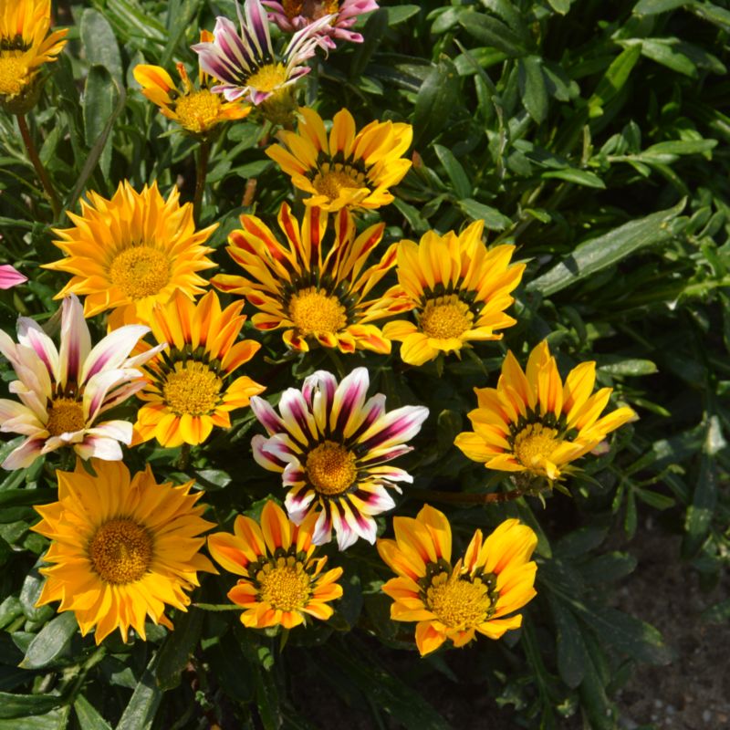 Frø af gazania Sunshine Verve