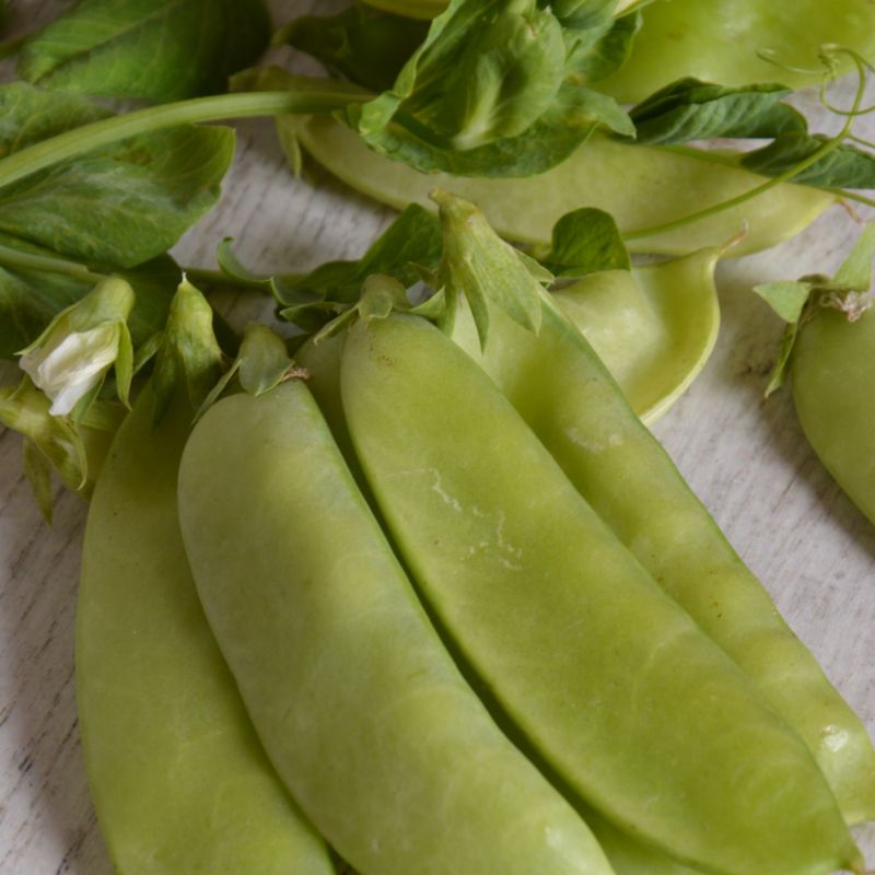 Frø af sukkerærter Bajka Verve