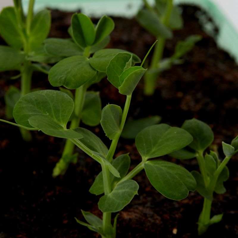Frø af såærter Douce Provence Verve