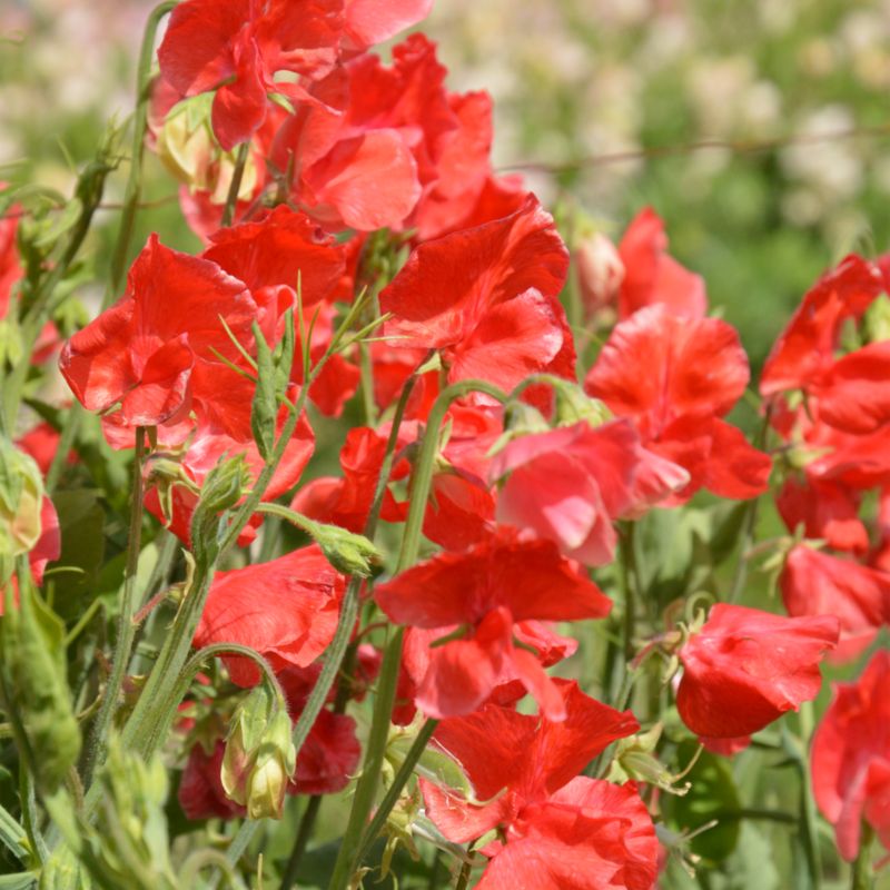 Frø af duftærte Verve rød