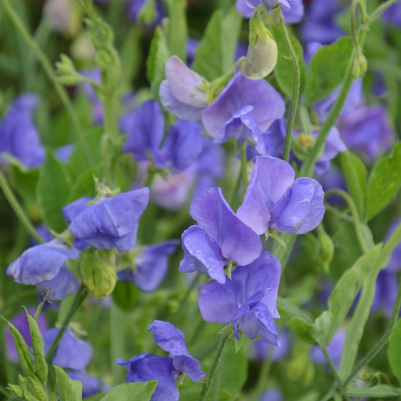 Frø af duftærte Verve blå