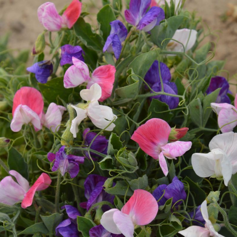 Duftærte Verve klatrende mix frø