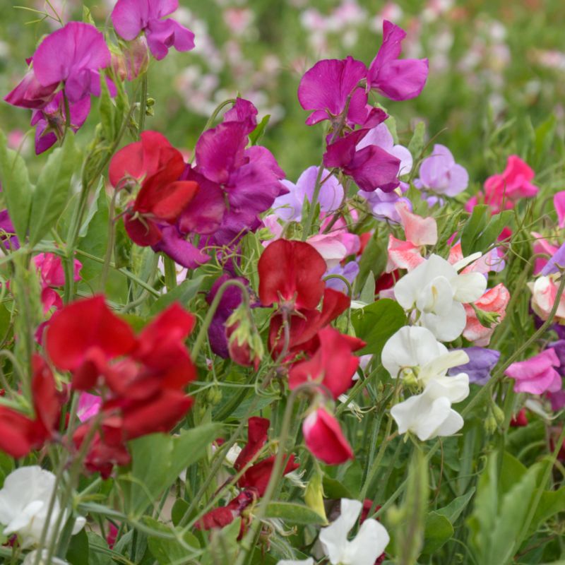 Frø af duftende klatreærte Verve