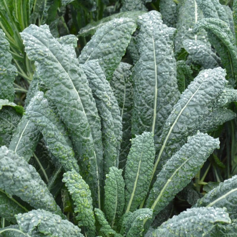 Frø af grønkål Black Magic Verve