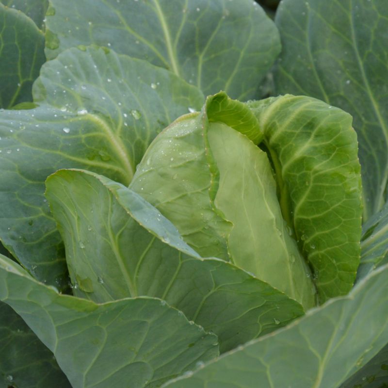 Frø til kål Cuor di bue Grosso Verve