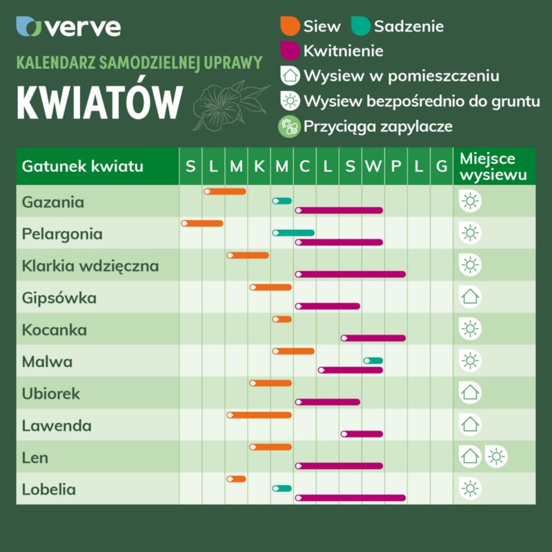 Frø af kocanki Verve mix