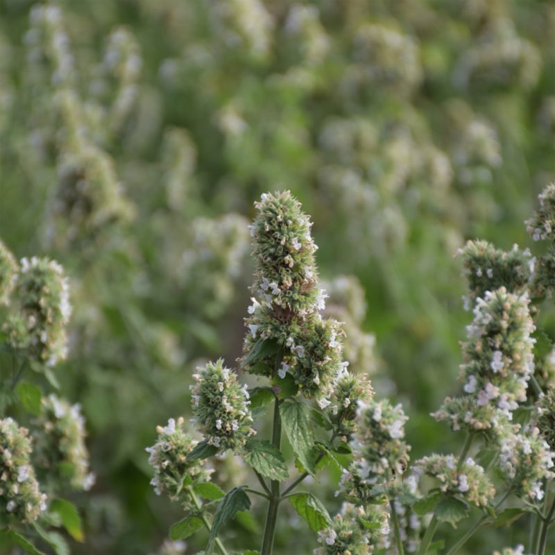 Frø af katteurt Verve