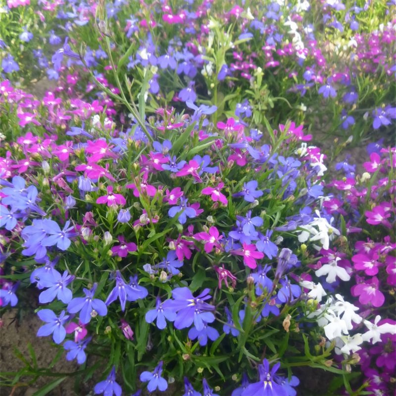 Lobelia Cascade mixed Verve frø