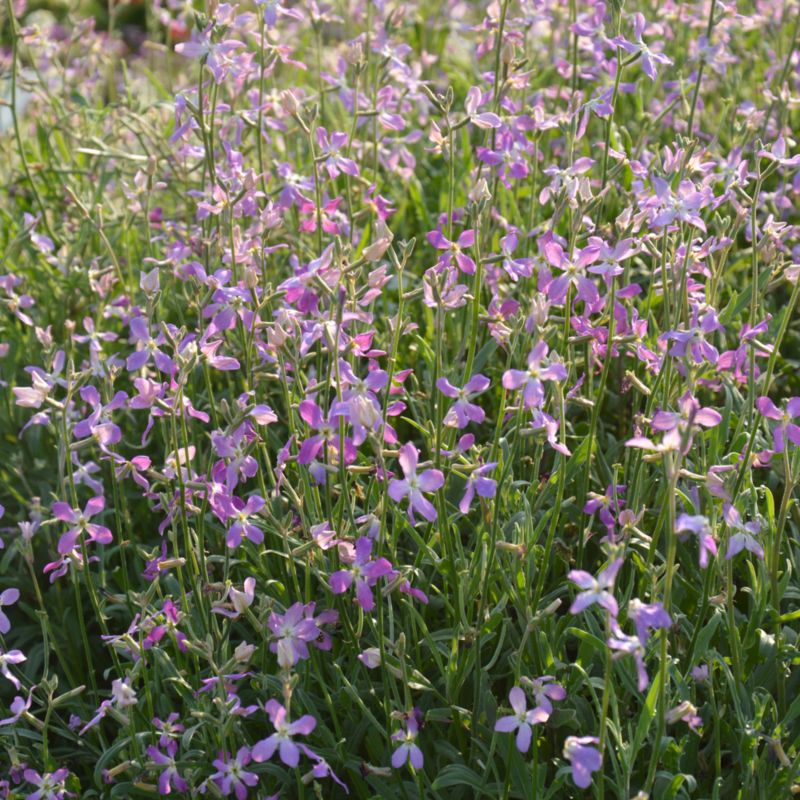 Frø af Verve aftenfrue i violet