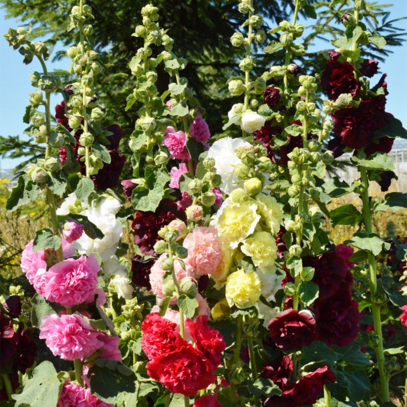 Frø af stokrose Chaters Verve mix