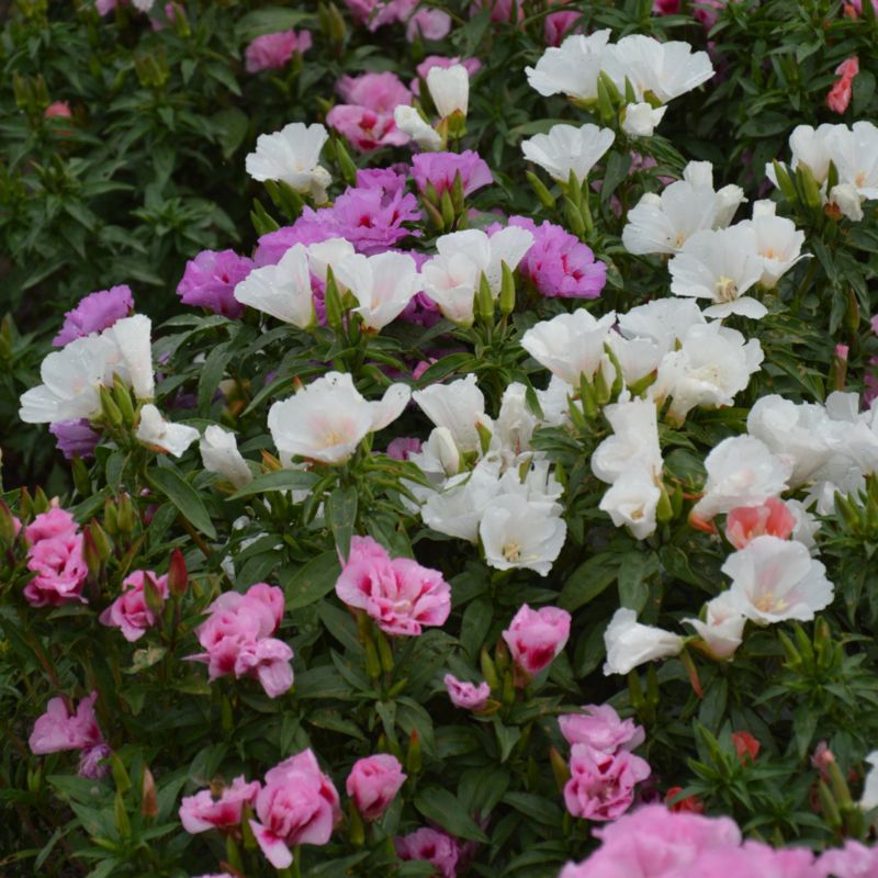 Frøblanding godecia sommerazalea Verve