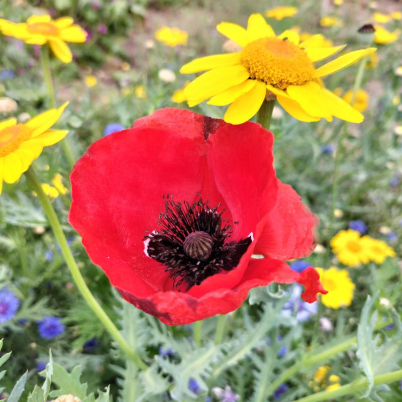 Frøblanding af vilde blomster Verve mix