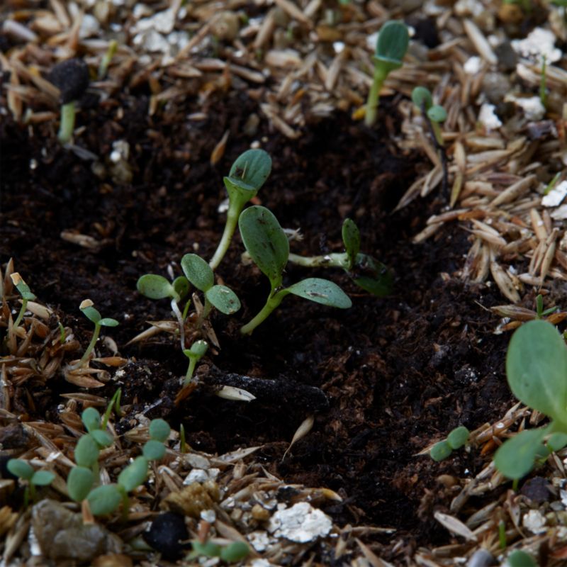 Frøblanding Wildflower Verve til skyggefulde områder