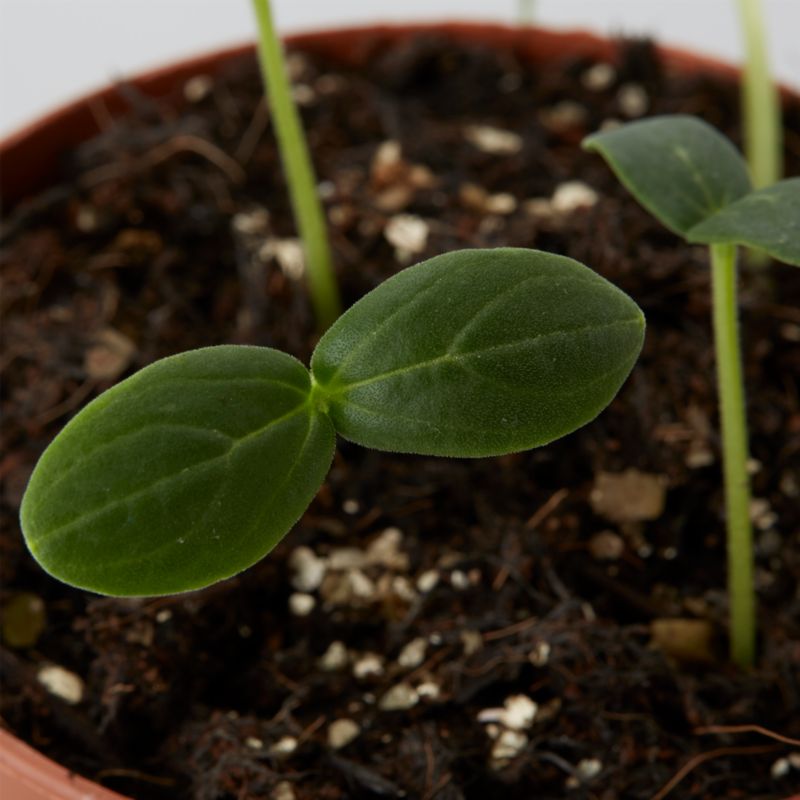 Frø til agurk cornichon Wisconsin SMR 5 Verve