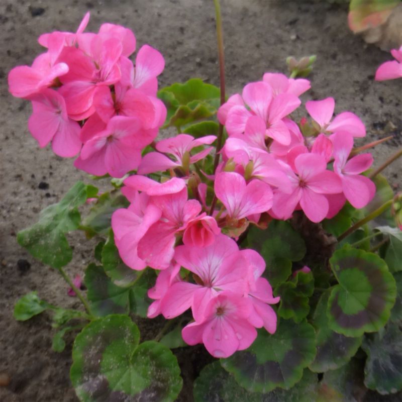 Frø af pelargonium F1 Verve bedplante, pink