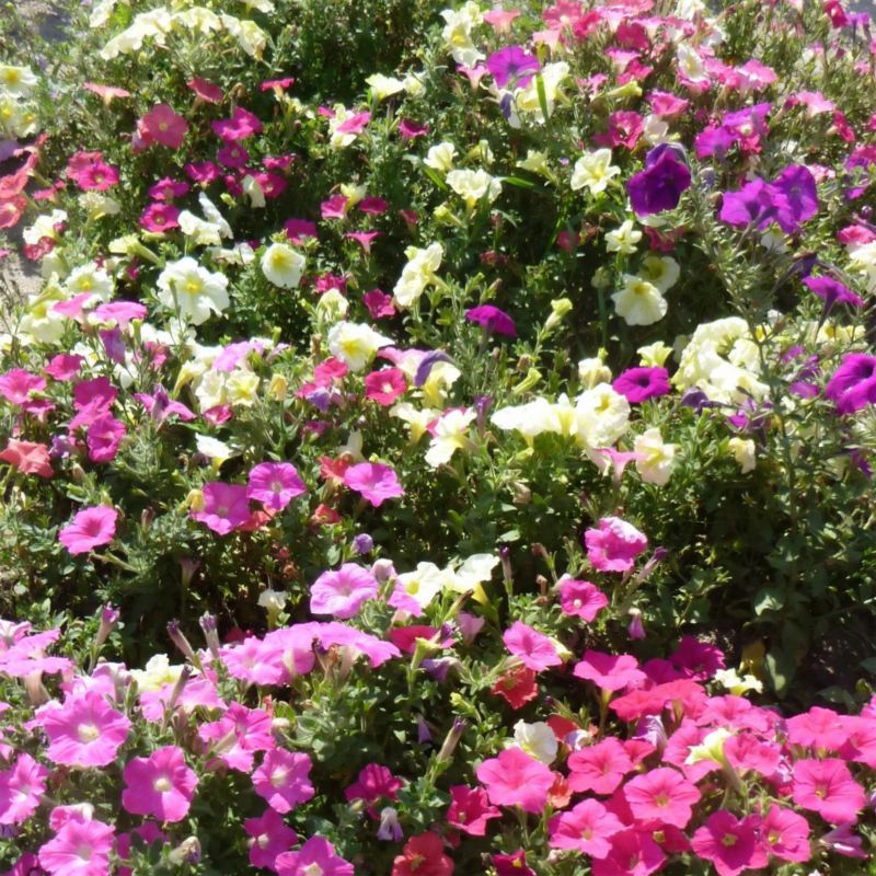 Frø af petunia Pastel F1 Verve mix