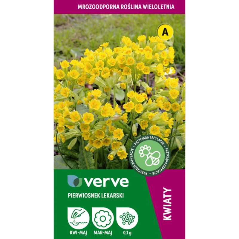 Frø af primula Verve - hårdfør flerårig plante med gule blomster