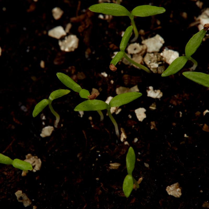 Frø af berlin-petersilie Halblange Verve