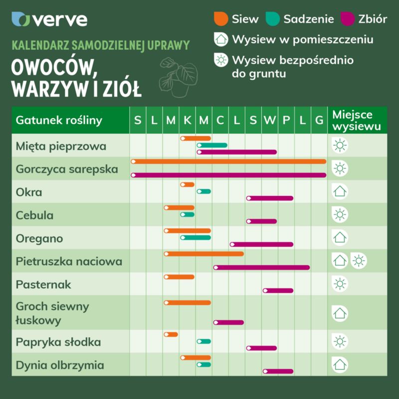 Frø af persille Plain Leaved Verve