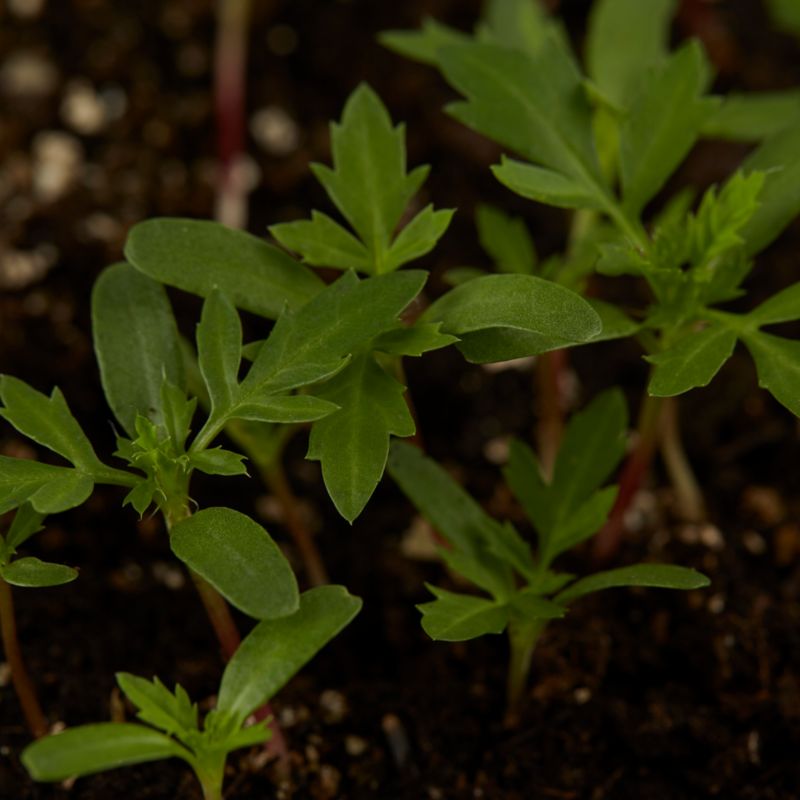 Oxheart Verve tomatfrø