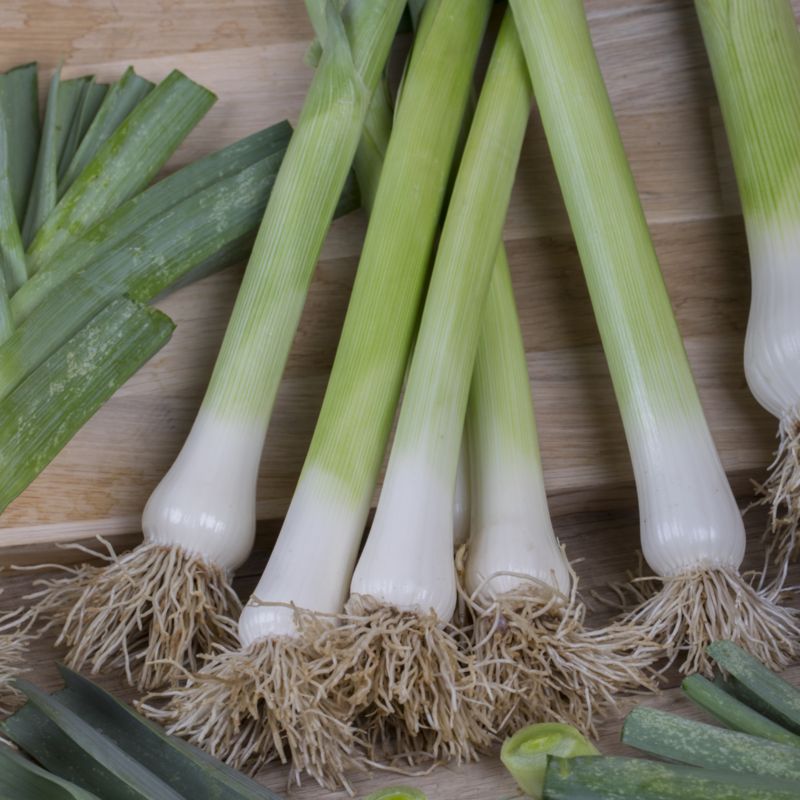 Frø af porre Bleu de Solaise Verve