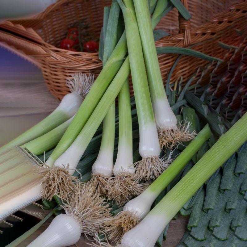 Frø af porre Bulgaarse Reuzen Verve