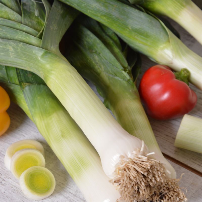 Frø af porre Elefant Verve